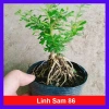 Cây Linh Sam 86 lớn - Bonsai chậu cảnh để bàn, giảm giá 45.000₫, còn 55.800₫ 10