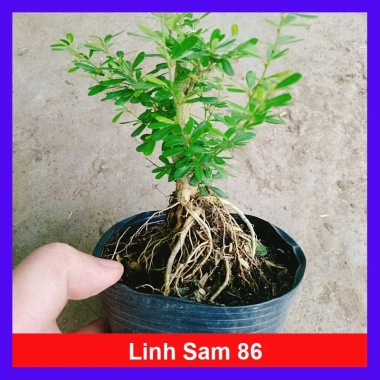 Cây Linh Sam 86 lớn - Bonsai chậu cảnh để bàn, giảm giá 45.000₫, còn 55.800₫ 10 Cây Linh Sam 86 lớn - Bonsai chậu cảnh để bàn, giảm giá 45.000₫, còn 55.800₫ 10