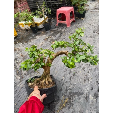 Cây linh sam hoa hồng phấn gốc già cao hơn 30cm - Giá ưu đãi 320.000đ, giảm 70.400đ
