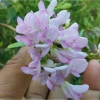 Cây linh sam hồng phấn cây giống cao 30cm Giá chỉ 40.000đ khuyến mãi ưu đãi