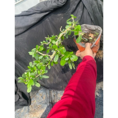 Cây Linh Sam Hồng Phấn Nhỏ Xinh 15cm - Giá ưu đãi 52.000₫, chỉ 67.600₫ 2