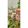 Cây Linh Sam Hồng Phấn Nhỏ Xinh 15cm - Giá ưu đãi 52.000₫, chỉ 67.600₫ 3