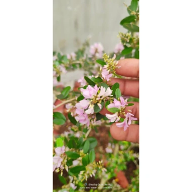 Cây Linh Sam Hồng Phấn Nhỏ Xinh 15cm - Giá ưu đãi 52.000₫, chỉ 67.600₫ 3