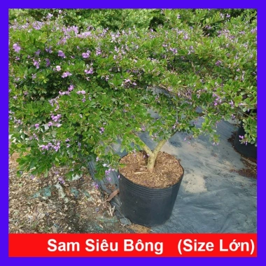 Cây Linh Sam Siêu Bông 60-80cm - Bonsai Trang Trí Nhà & Sân Vườn, Giá 75.000₫