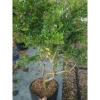 Cây Linh Sam Siêu Bông 60-80cm - Bonsai Trang Trí Nhà & Sân Vườn, Giá 75.000₫ 2
