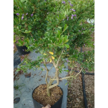 Cây Linh Sam Siêu Bông 60-80cm - Bonsai Trang Trí Nhà & Sân Vườn, Giá 75.000₫ 2
