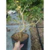 Cây Linh Sam Siêu Bông 60-80cm - Bonsai Trang Trí Nhà & Sân Vườn, Giá 75.000₫ 3