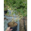 Cây Linh Sam Siêu Bông 60-80cm - Bonsai Trang Trí Nhà & Sân Vườn, Giá 75.000₫ 4