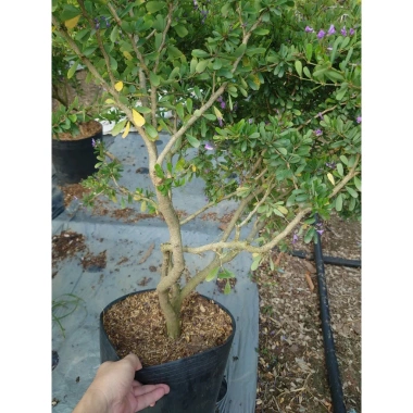 Cây Linh Sam Siêu Bông 60-80cm - Bonsai Trang Trí Nhà & Sân Vườn, Giá 75.000₫ 4