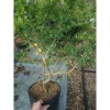 Cây Linh Sam Siêu Bông 60-80cm - Bonsai Trang Trí Nhà & Sân Vườn, Giá 75.000₫ 5