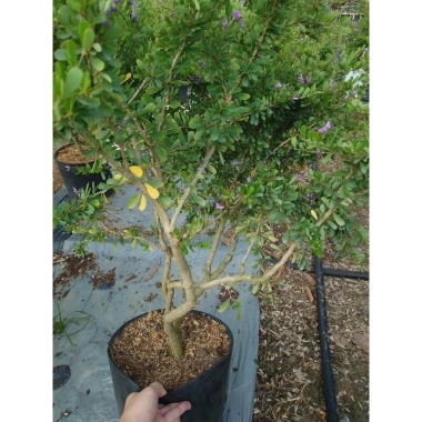 Cây Linh Sam Siêu Bông 60-80cm - Bonsai Trang Trí Nhà & Sân Vườn, Giá 75.000₫ 5