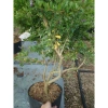 Cây Linh Sam Siêu Bông 60-80cm - Bonsai Trang Trí Nhà & Sân Vườn, Giá 75.000₫ 6