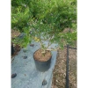 Cây Linh Sam Siêu Bông 60-80cm - Bonsai Trang Trí Nhà & Sân Vườn, Giá 75.000₫ 7