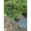 Cây Linh Sam Siêu Bông 60-80cm - Bonsai Trang Trí Nhà & Sân Vườn, Giá 75.000₫ 8