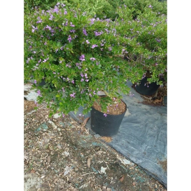 Cây Linh Sam Siêu Bông 60-80cm - Bonsai Trang Trí Nhà & Sân Vườn, Giá 75.000₫ 8