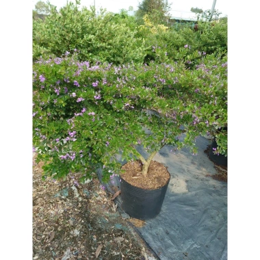 Cây Linh Sam Siêu Bông 60-80cm - Bonsai Trang Trí Nhà & Sân Vườn, Giá 75.000₫ 9