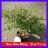 Cây Linh Sam Siêu Bông 60-80cm - Bonsai Trang Trí Nhà & Sân Vườn, Giá 75.000₫ 10