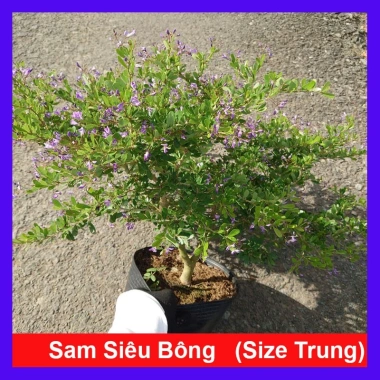 Cây Linh Sam Siêu Bông 60-80cm - Bonsai Trang Trí Nhà & Sân Vườn, Giá 75.000₫ 10