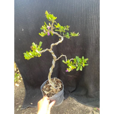 Cây linh sam siêu bông dáng trực - Giá chỉ 100.000₫, giảm từ 127.000, chất lượng cao