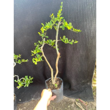 Cây linh sam siêu bông dáng trực - Giá chỉ 100.000₫, giảm từ 127.000, chất lượng cao 2 Cây linh sam siêu bông dáng trực - Giá chỉ 100.000₫, giảm từ 127.000, chất lượng cao 2