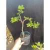 Cây linh sam siêu bông dáng trực - Giá chỉ 100.000₫, giảm từ 127.000, chất lượng cao 3