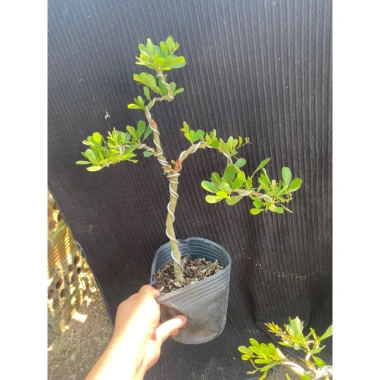 Cây linh sam siêu bông dáng trực - Giá chỉ 100.000₫, giảm từ 127.000, chất lượng cao 3 Cây linh sam siêu bông dáng trực - Giá chỉ 100.000₫, giảm từ 127.000, chất lượng cao 3