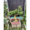 Cây linh sam siêu bông gốc lớn - Giá ưu đãi 550.000đ, giảm từ 693.000đ 2