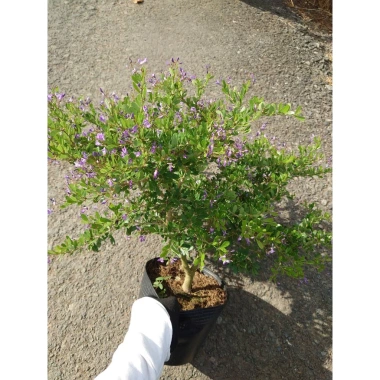 Cây Linh Sam Siêu Bông Size Trung - Bonsai để bàn, sân vườn, chỉ 45.000 VND 3