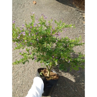 Cây Linh Sam Siêu Bông Size Trung - Bonsai để bàn, sân vườn, chỉ 45.000 VND 6