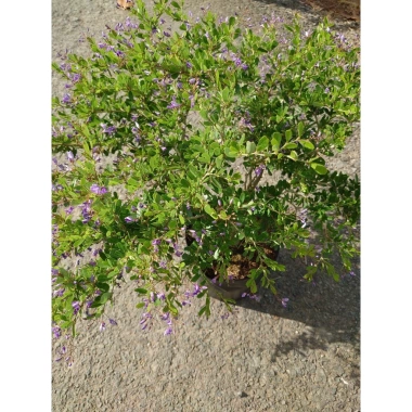 Cây Linh Sam Siêu Bông Size Trung - Bonsai để bàn, sân vườn, chỉ 45.000 VND 9