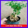 Cây Linh Sam Siêu Bông Size Trung - Bonsai để bàn, sân vườn, chỉ 45.000 VND 10