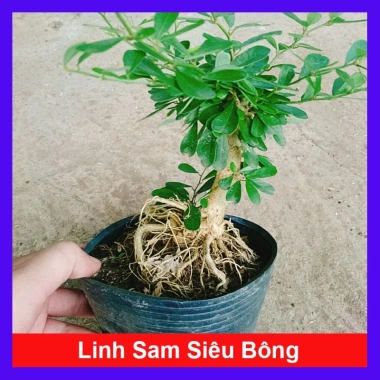 Cây Linh Sam Siêu Bông Size Trung - Bonsai để bàn, sân vườn, chỉ 45.000 VND 10