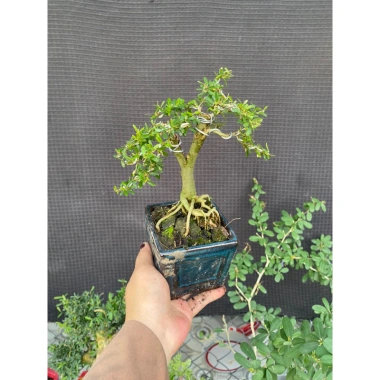 Cây Linh Sam Thuần Chậu Men - Lựa Mẫu Đẹp, Giá Ưu Đãi 135.000₫