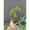 Cây Linh Sam Thuần Chậu Men - Lựa Mẫu Đẹp, Giá Ưu Đãi 135.000₫ 2