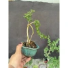 Cây Linh Sam Thuần Chậu Men - Lựa Mẫu Đẹp, Giá Ưu Đãi 135.000₫ 3