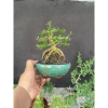Cây Linh Sam Thuần Chậu Men - Lựa Mẫu Đẹp, Giá Ưu Đãi 135.000₫ 4