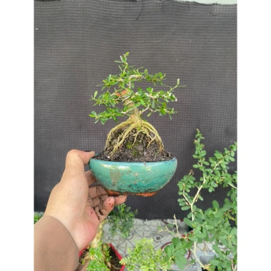 Cây Linh Sam Thuần Chậu Men - Lựa Mẫu Đẹp, Giá Ưu Đãi 135.000₫ 4 Cây Linh Sam Thuần Chậu Men - Lựa Mẫu Đẹp, Giá Ưu Đãi 135.000₫ 4