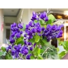 Cây linh sam tím than nhiều nhánh, sống khỏe, uốn sẵn dáng - Giá ưu đãi 97.000₫