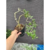 Cây linh sam tím than nhiều nhánh, sống khỏe, uốn sẵn dáng - Giá ưu đãi 97.000₫ 2