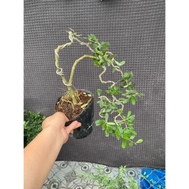 Cây linh sam tím than nhiều nhánh, sống khỏe, uốn sẵn dáng - Giá ưu đãi 97.000₫ 2 Cây linh sam tím than nhiều nhánh, sống khỏe, uốn sẵn dáng - Giá ưu đãi 97.000₫ 2
