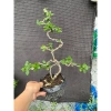 Cây linh sam tím than nhiều nhánh, sống khỏe, uốn sẵn dáng - Giá ưu đãi 97.000₫ 3