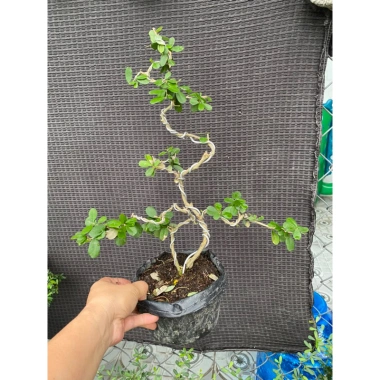 Cây linh sam tím than nhiều nhánh, sống khỏe, uốn sẵn dáng - Giá ưu đãi 97.000₫ 3 Cây linh sam tím than nhiều nhánh, sống khỏe, uốn sẵn dáng - Giá ưu đãi 97.000₫ 3