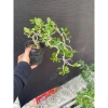 Cây linh sam tím than nhiều nhánh, sống khỏe, uốn sẵn dáng - Giá ưu đãi 97.000₫ 4