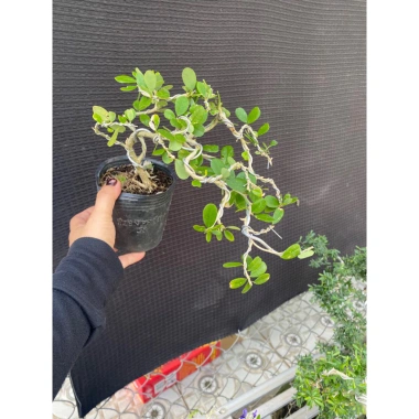 Cây linh sam tím than nhiều nhánh, sống khỏe, uốn sẵn dáng - Giá ưu đãi 97.000₫