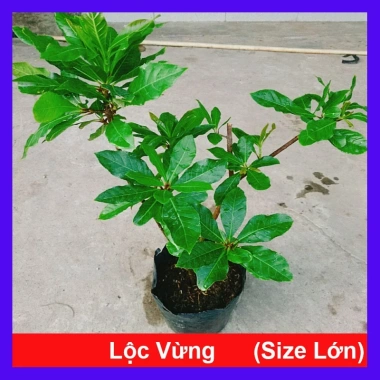 Cây Lộc Vừng size lớn - Cây cảnh trang trí nhà & sân vườn, chỉ 65.000 VNĐ