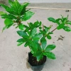 Cây Lộc Vừng size lớn - Cây cảnh trang trí nhà & sân vườn, chỉ 65.000 VNĐ 2