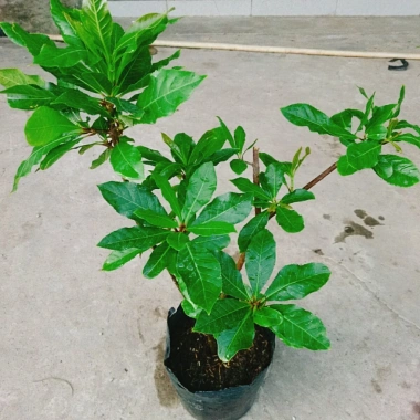 Cây Lộc Vừng size lớn - Cây cảnh trang trí nhà & sân vườn, chỉ 65.000 VNĐ