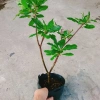 Cây Lộc Vừng size lớn - Cây cảnh trang trí nhà & sân vườn, chỉ 65.000 VNĐ 3
