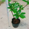 Cây Lộc Vừng size lớn - Cây cảnh trang trí nhà & sân vườn, chỉ 65.000 VNĐ 4