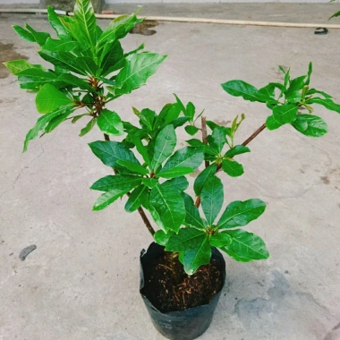 Cây Lộc Vừng size lớn - Cây cảnh trang trí nhà & sân vườn, chỉ 65.000 VNĐ